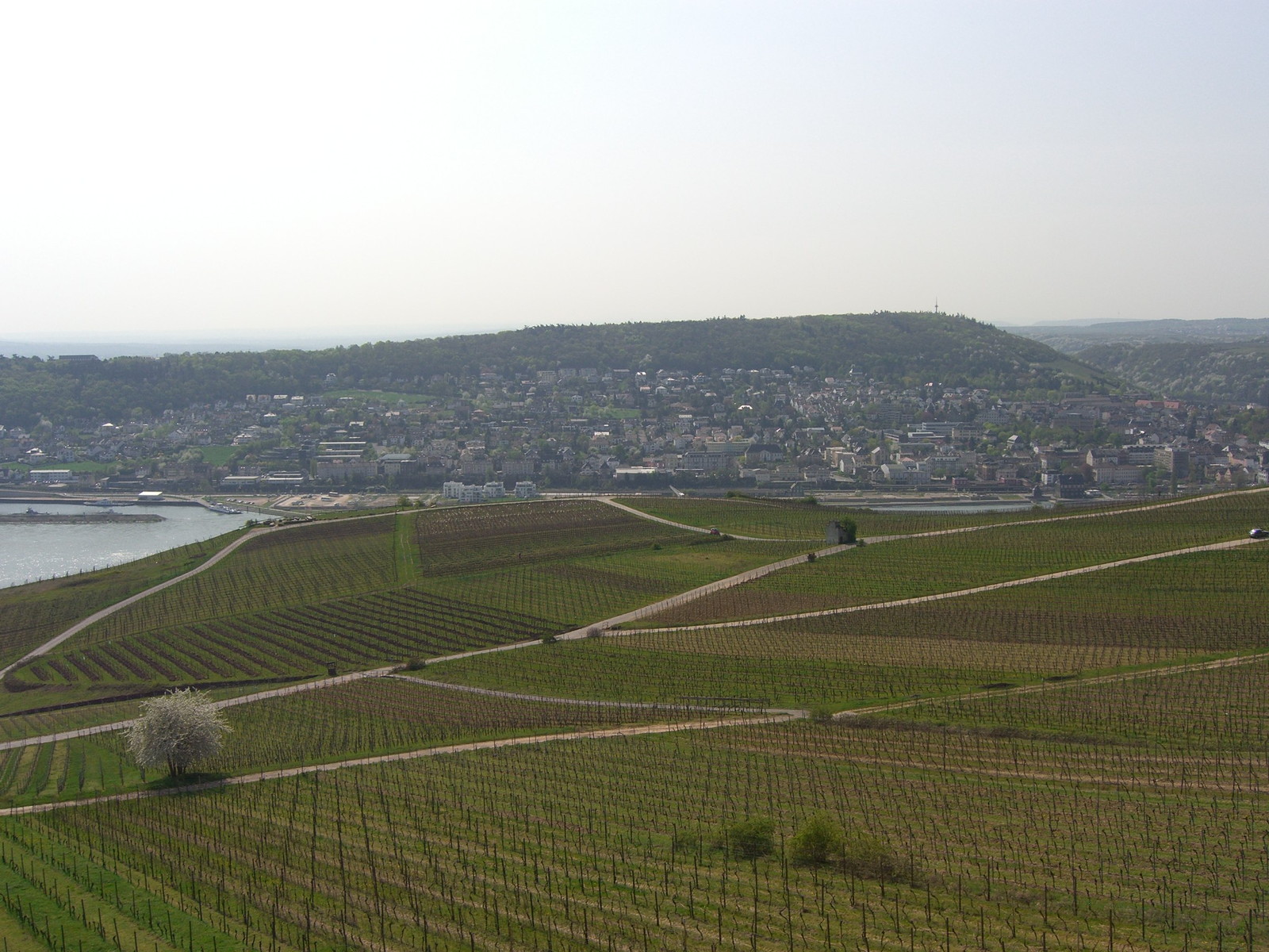 Ruedesheim